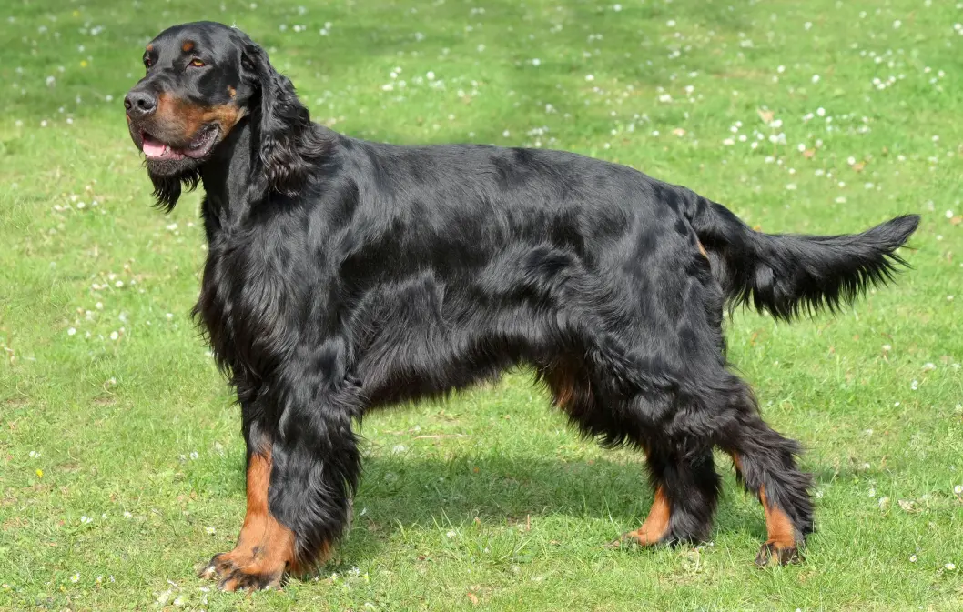 <span class=" font-weight-bold" data-lab-font_weight_desktop="font-weight-bold">USKADET</span>: Det var en Gordon setter av denne typen som bilen kolliderte med. <span class=" font-weight-bold" data-lab-font_weight_desktop="font-weight-bold">USKADET</span>: Det var en Gordon setter av denne typen som bilen kolliderte med.