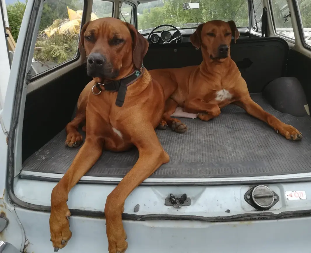 <span class="font-weight-bold" data-lab-font_weight_desktop="font-weight-bold">HUNDEHUS: </span>Folkevognen har god plass til parets to røslige hunder av rasen Rhodesian Ridgeback. <span class="font-weight-bold" data-lab-font_weight_desktop="font-weight-bold">HUNDEHUS: </span>Folkevognen har god plass til parets to røslige hunder av rasen Rhodesian Ridgeback.