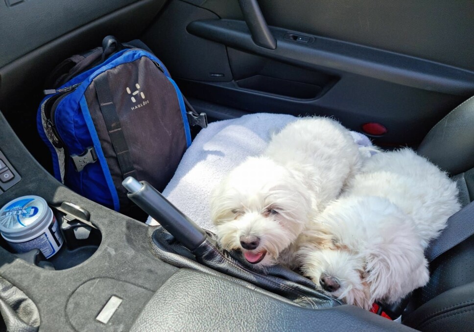TOSETER: Malteser-hundene Milla og Majken finner seg raskt til rette ombord i sprinteren Chevrolet Corvette – helst med setebelter spesiallaget for hund.