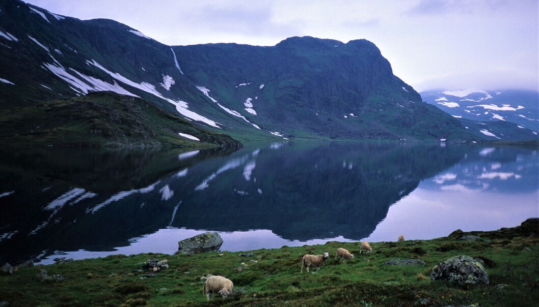 <span class="font-weight-bold" data-lab-font_weight_desktop="font-weight-bold">SPEILING: </span>Djupsvannet. <span class="font-weight-bold" data-lab-font_weight_desktop="font-weight-bold">SPEILING: </span>Djupsvannet.