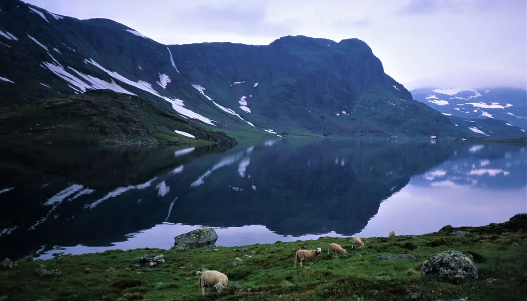 <span class="font-weight-bold" data-lab-font_weight_desktop="font-weight-bold">SPEILING: </span>Djupsvannet. <span class="font-weight-bold" data-lab-font_weight_desktop="font-weight-bold">SPEILING: </span>Djupsvannet.