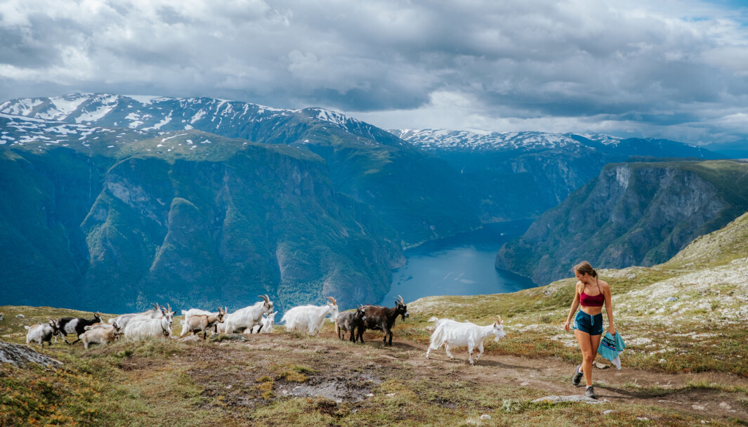 TURFØLGE: Reisebokforfatter Helene Myhre Østervold i Aurland med nysgjerrige geiter i hælene og Aurlandsfjorden i bakgrunnen. TURFØLGE: Reisebokforfatter Helene Myhre Østervold i Aurland med nysgjerrige geiter i hælene og Aurlandsfjorden i bakgrunnen.