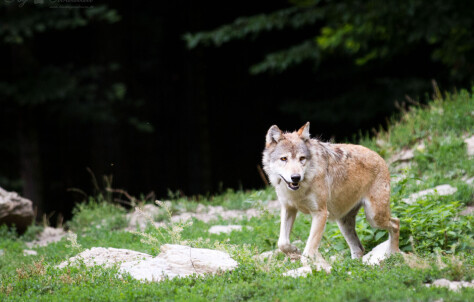 Flere ulver gir færre viltulykker