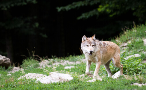 Flere ulver gir færre viltulykker
