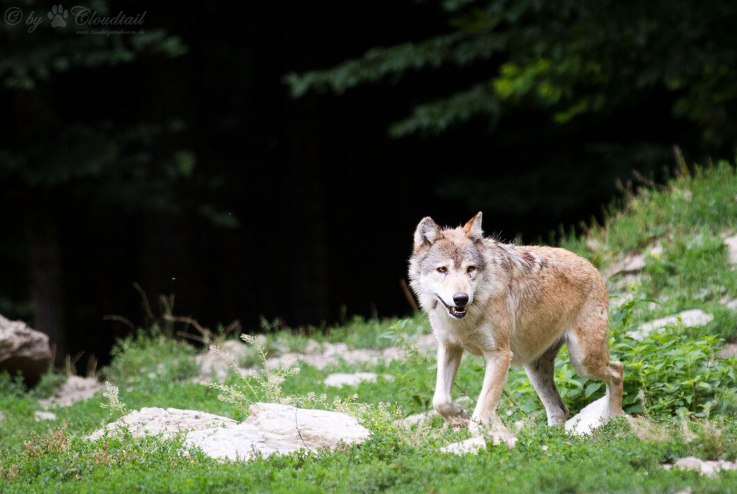 ULV, ULV: En canis lupus i en villdyrspark Bad Mergentheim i Tyskland. ULV, ULV: En canis lupus i en villdyrspark Bad Mergentheim i Tyskland.