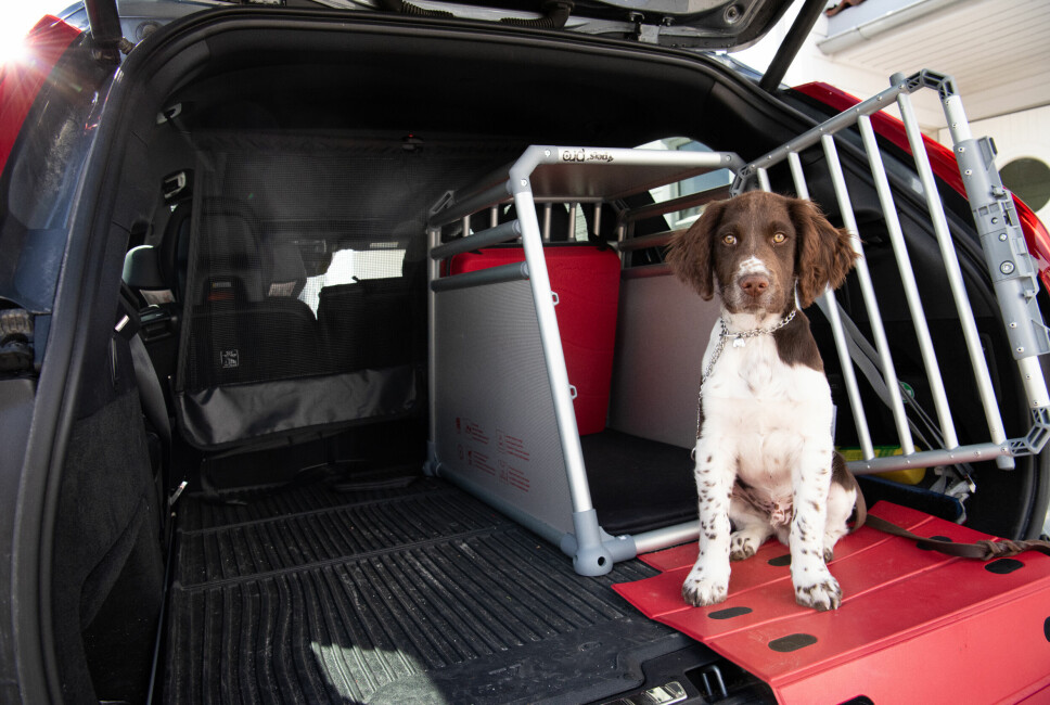 BLIKKBOKS: Det viktigste når du skal ha med hund i bil, er å tenke på temperatur og lufting. En bil er som en blikkboks, understreker veterinær Solvejg Knagenhjelm. Her er Jumbo klar for bur-tur.